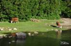 Vacas pastam tranquilamente ao lado de rio no Parque Nacional Los Alerces, ao norte de Trevelin, na patagônia argentina